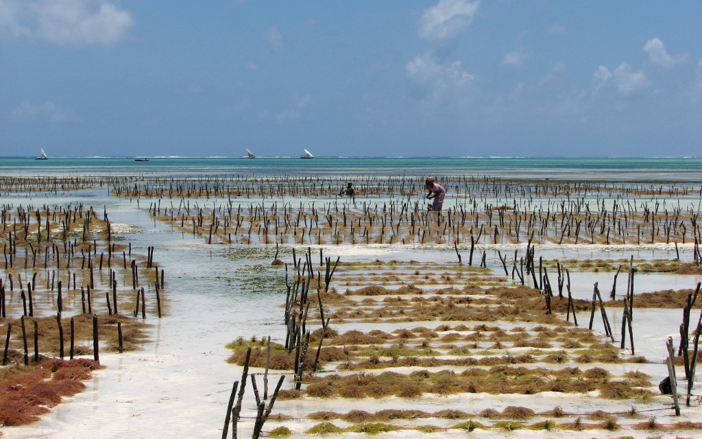 Acquacultura di alghe rosse - Jambiani, Zanzibar - foto Leyo