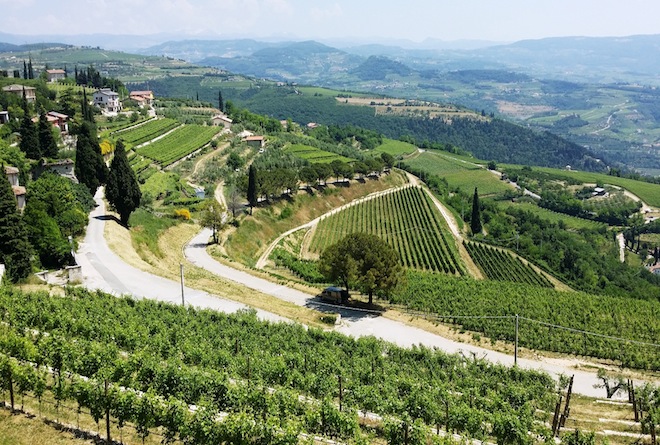 wine-wankers-allegrini-wine-valpolicella-amarone-vineyards