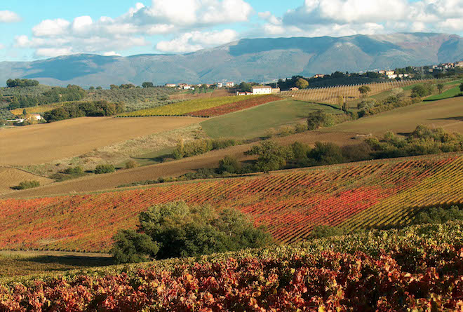 paesaggio-e-vigneti-montefalco-foto-consorzio-montefalco