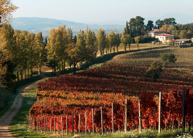 vigneti-sagrantino