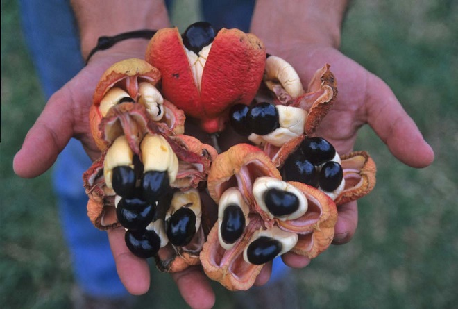 frutto Giamaica