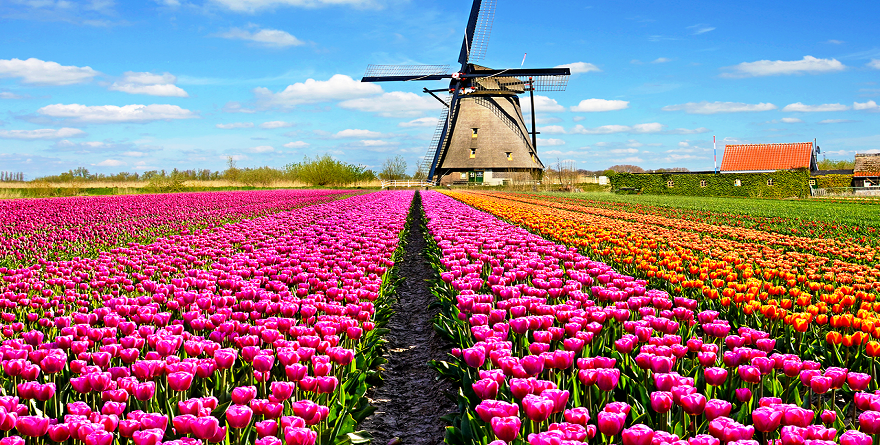 Haarlem (Olanda): tra profumi e colori dei tulipani