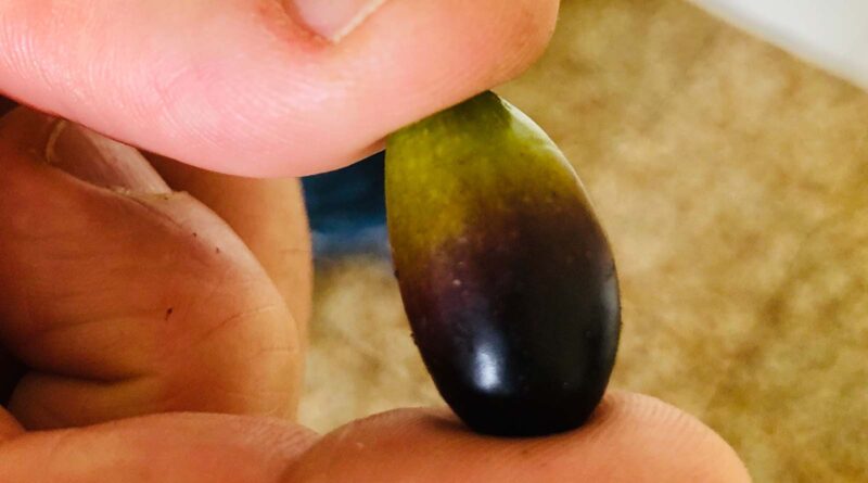 L’autunno ad Arco, dall’olio alla grappa. La raccolta delle olive dettaglio